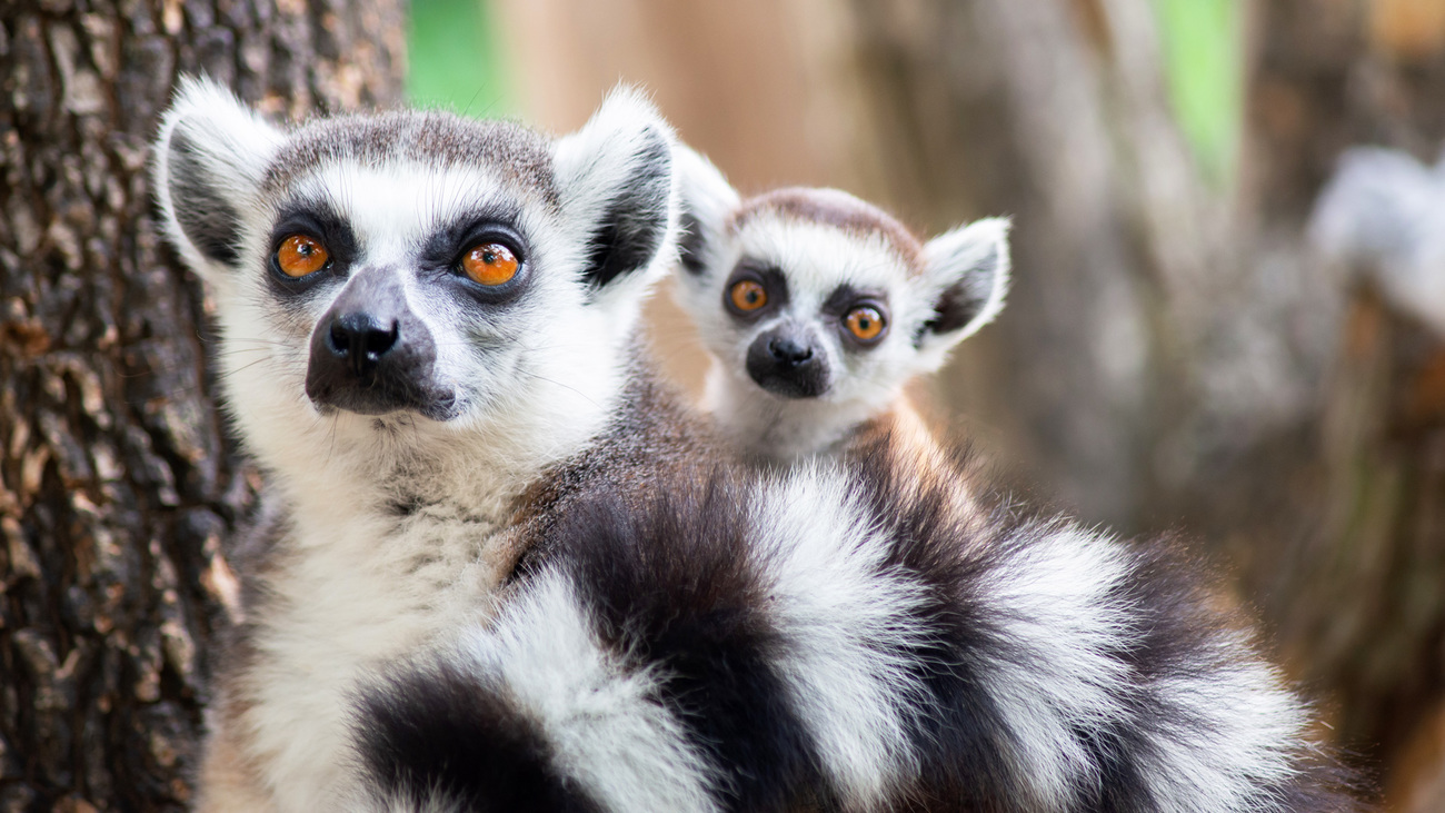 A lemur and its young on a tree.