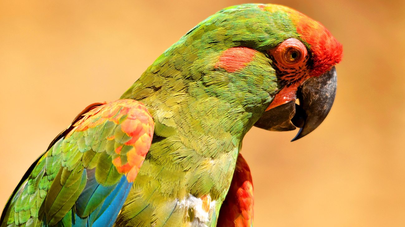 Close-up of a red-fronted macaw.