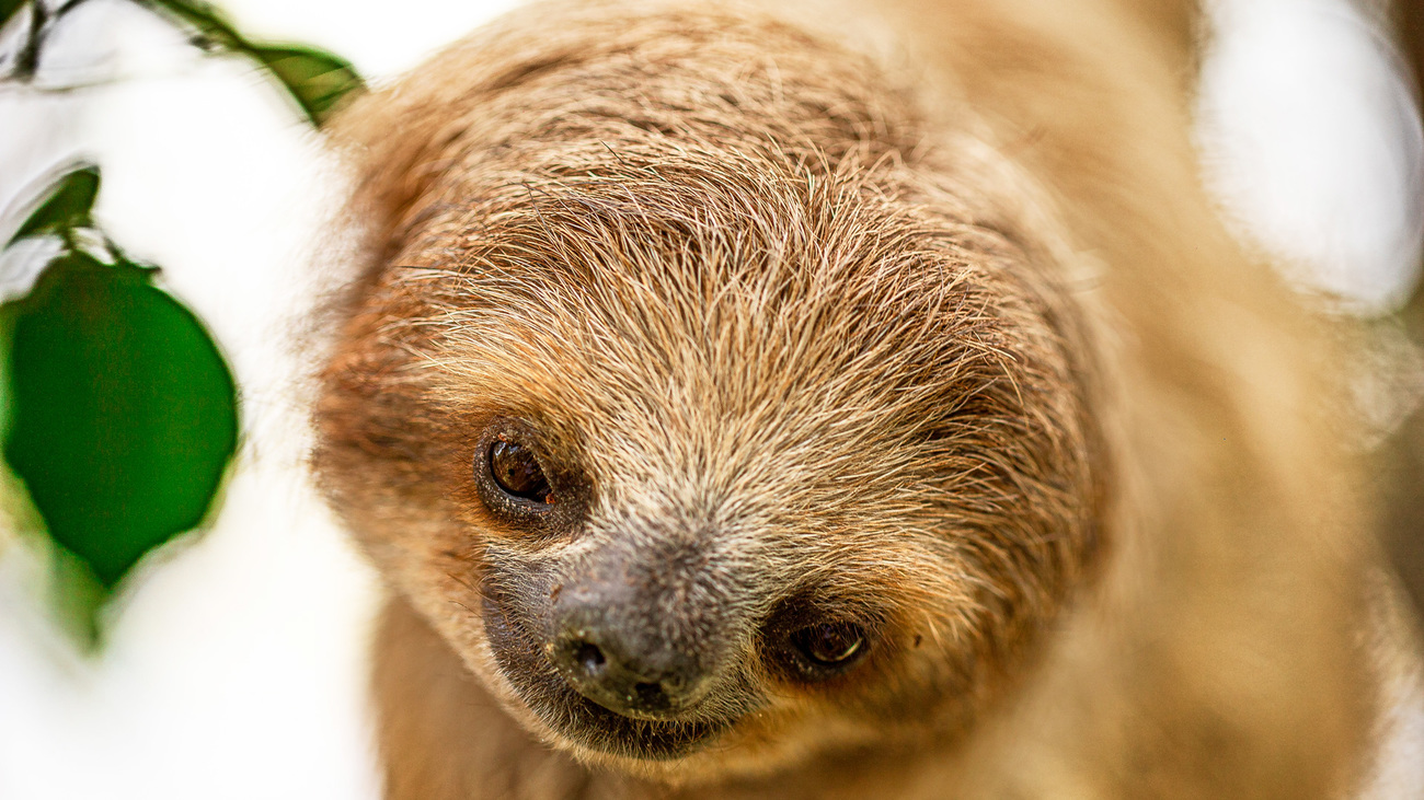 Close-up of a pygmy three-toed sloth.