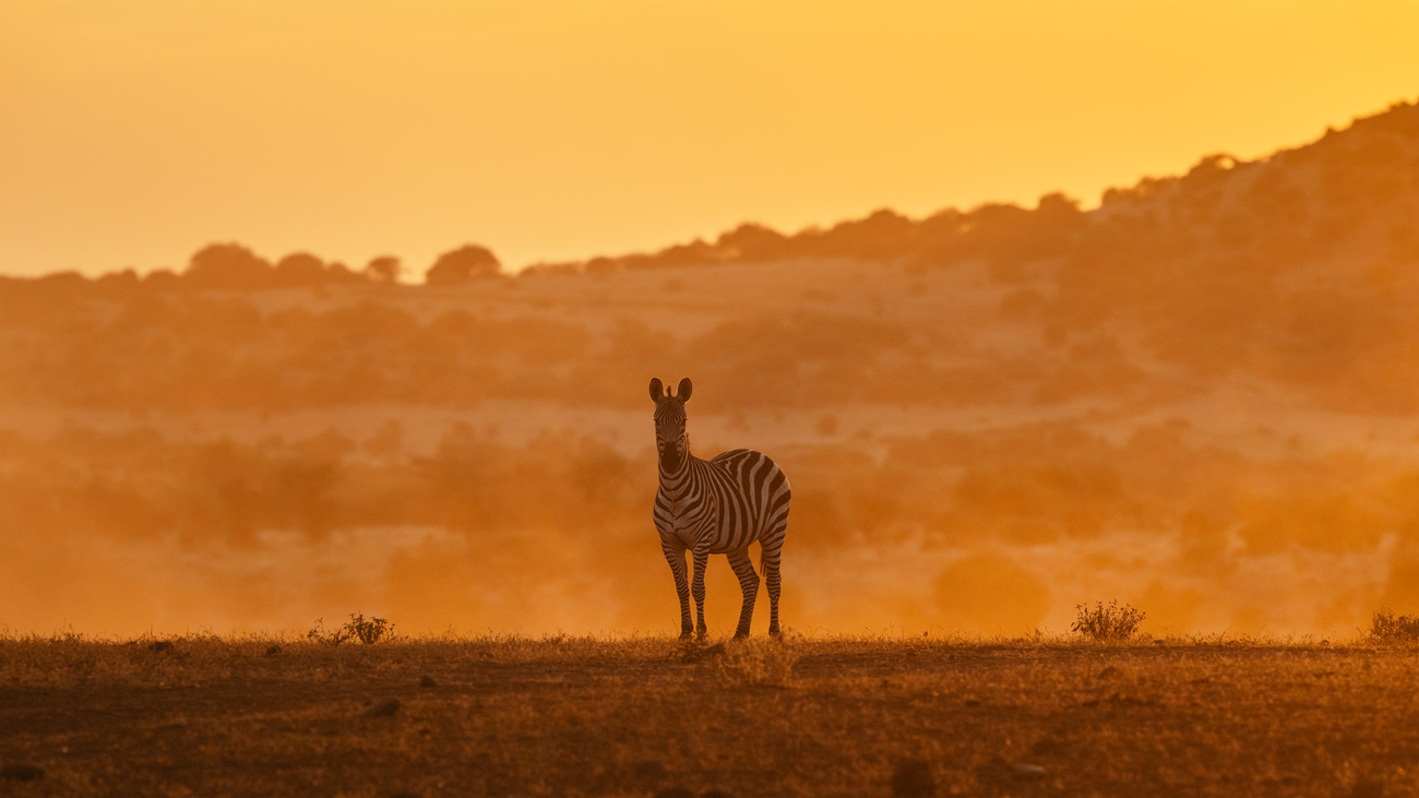 Un zèbre au coucher du soleil, dans la réserve Kitenden Conservancy, au Kenya.