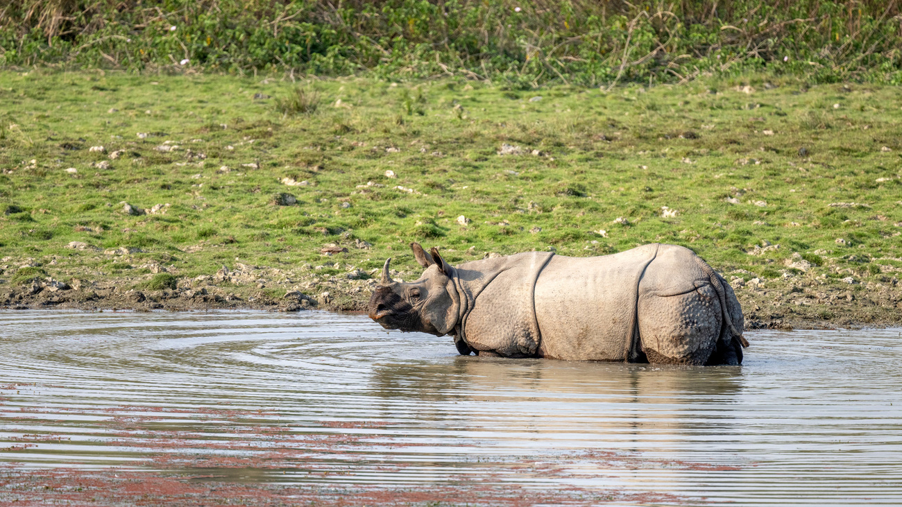 Un rhinocéros indien dans l’eau, dans le parc national de Kaziranga. 