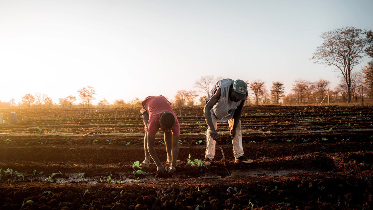 Des potagers nutritifs communautaires soutenus par le projet Water is Life, au Zimbabwe.