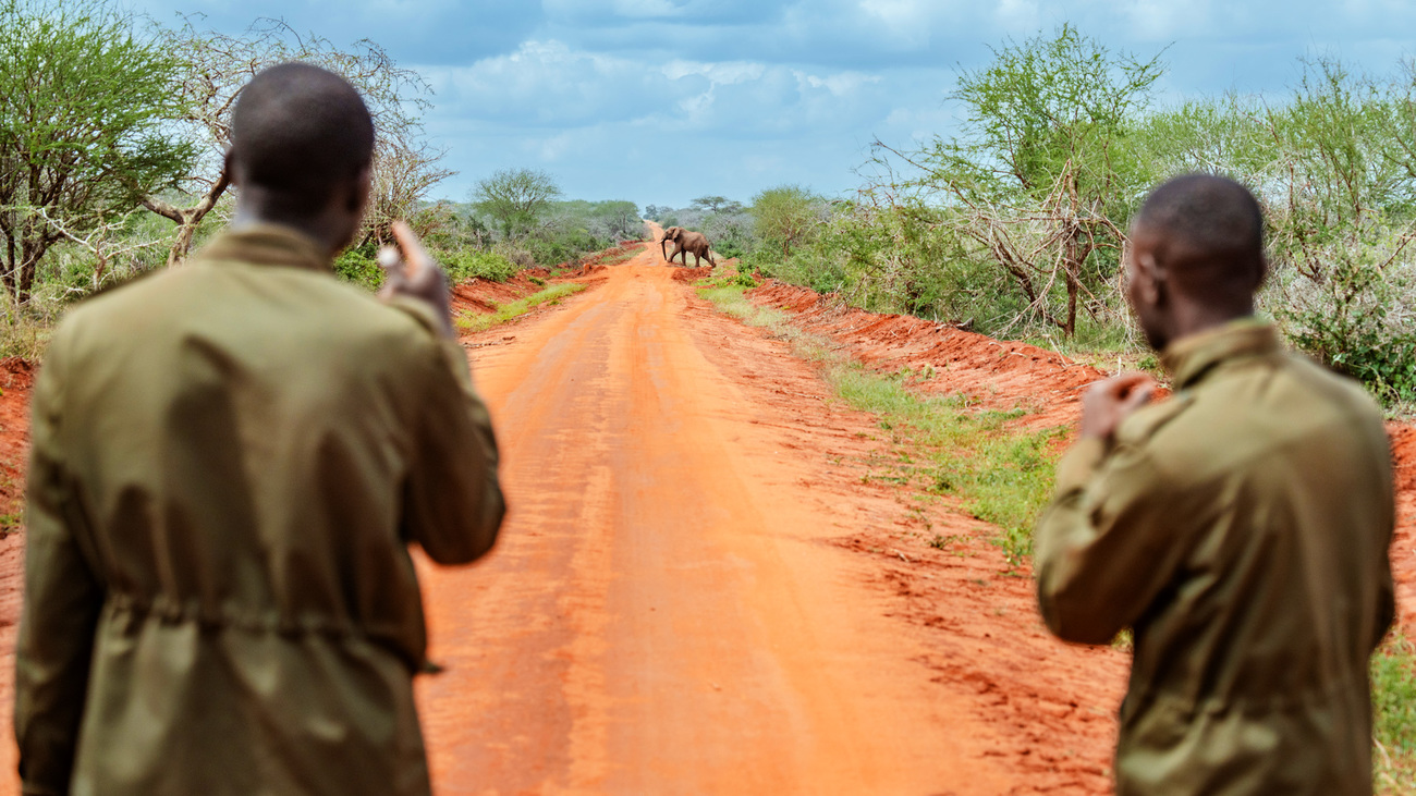 Gemeenschapsrangers in Mgeno Wildlife Conservancy observeren olifanten die in de verte een zandweg oversteken.