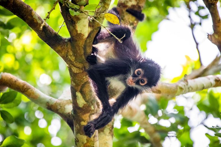 monkeys in the tropical rainforest