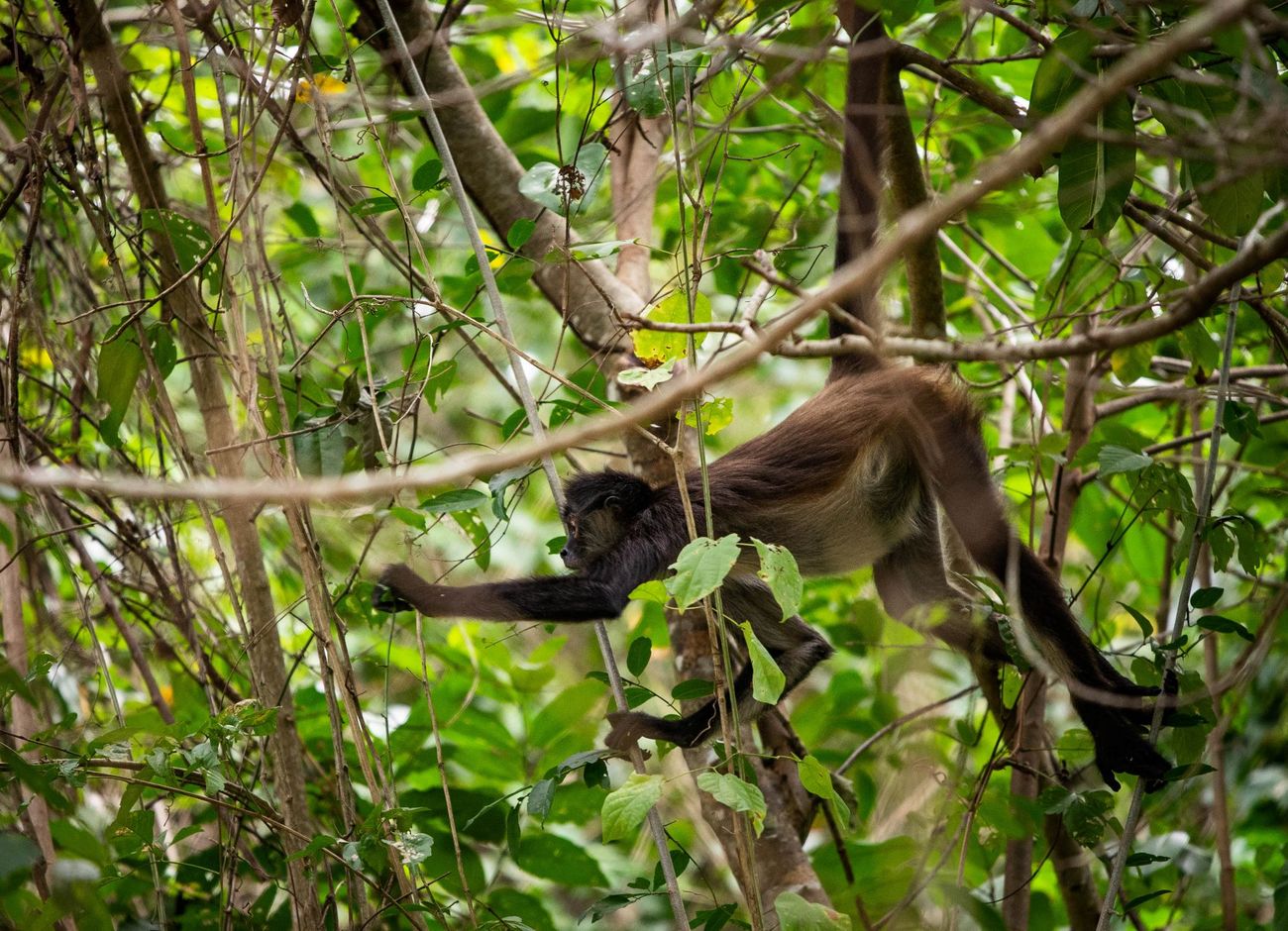 A spider monkey forages in the thick jungle around the village of Nuevo Durango, Mexico.