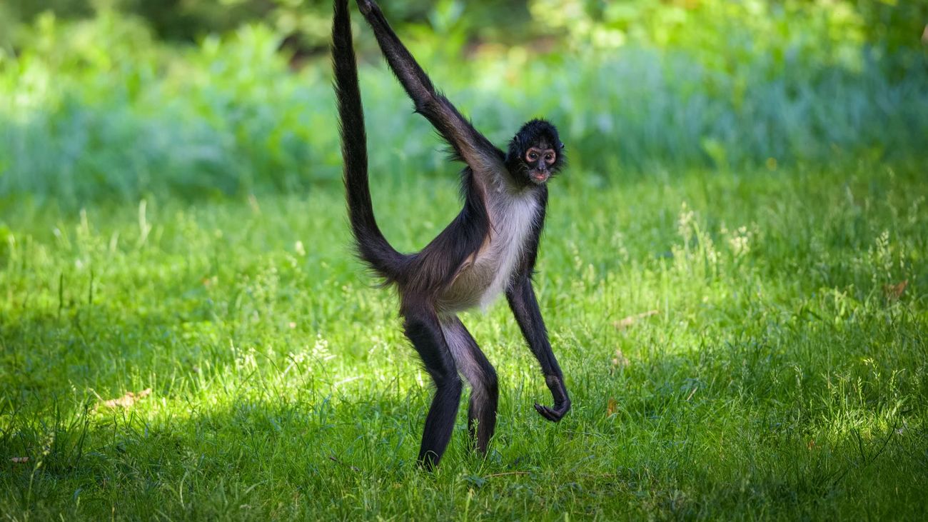 Geoffroy's spider monkey in the grass.