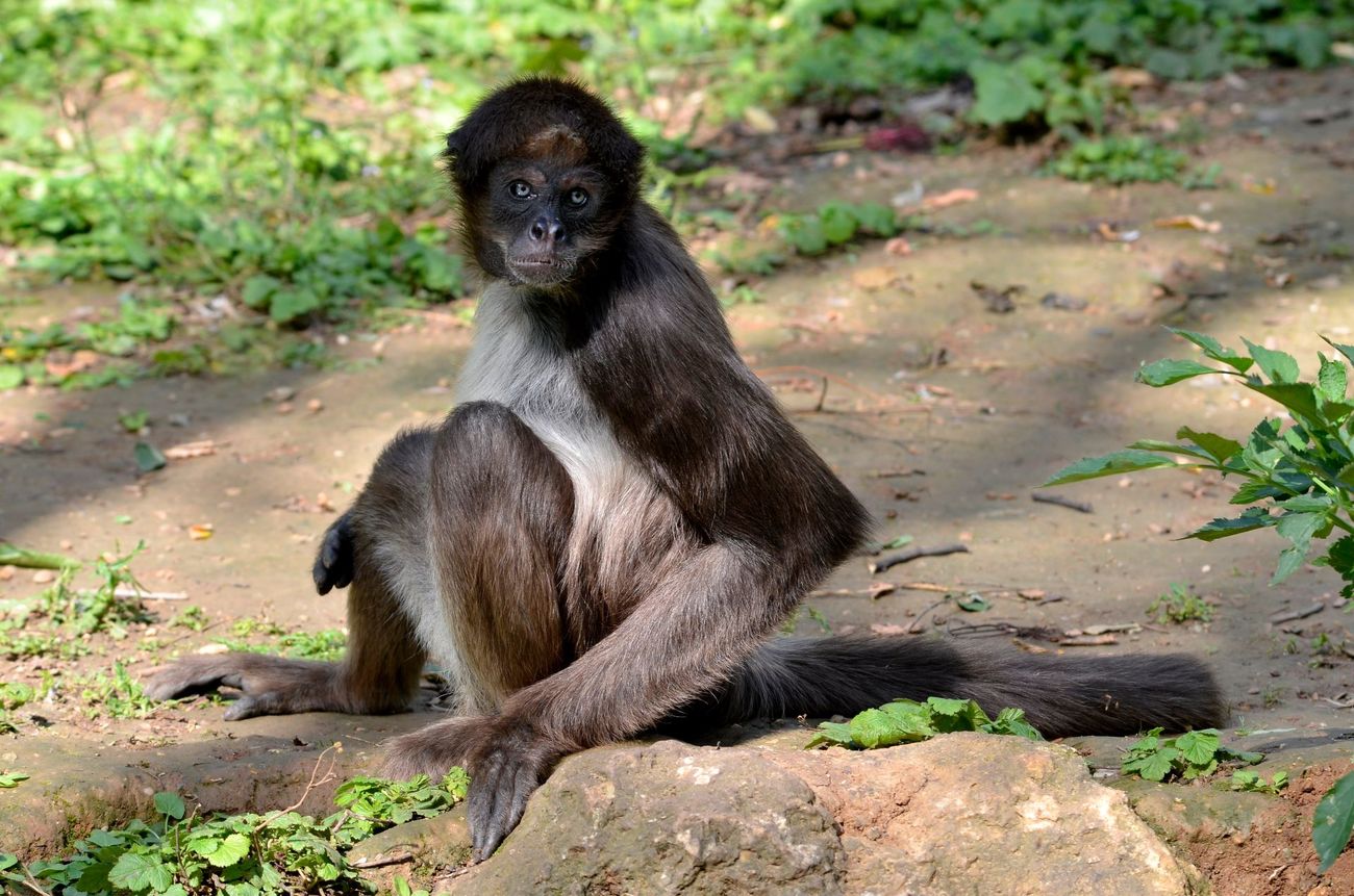 A brown spider monkey sitting on the ground.