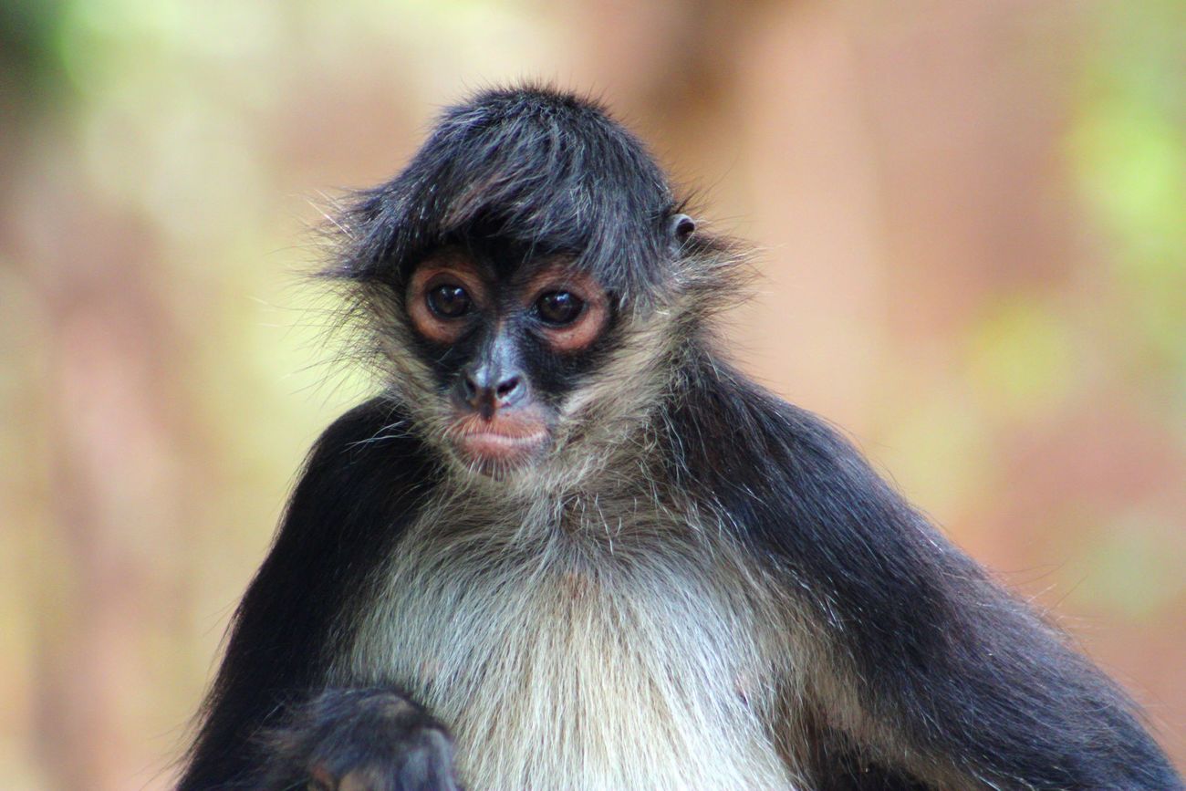 Close-up of a spider monkey.