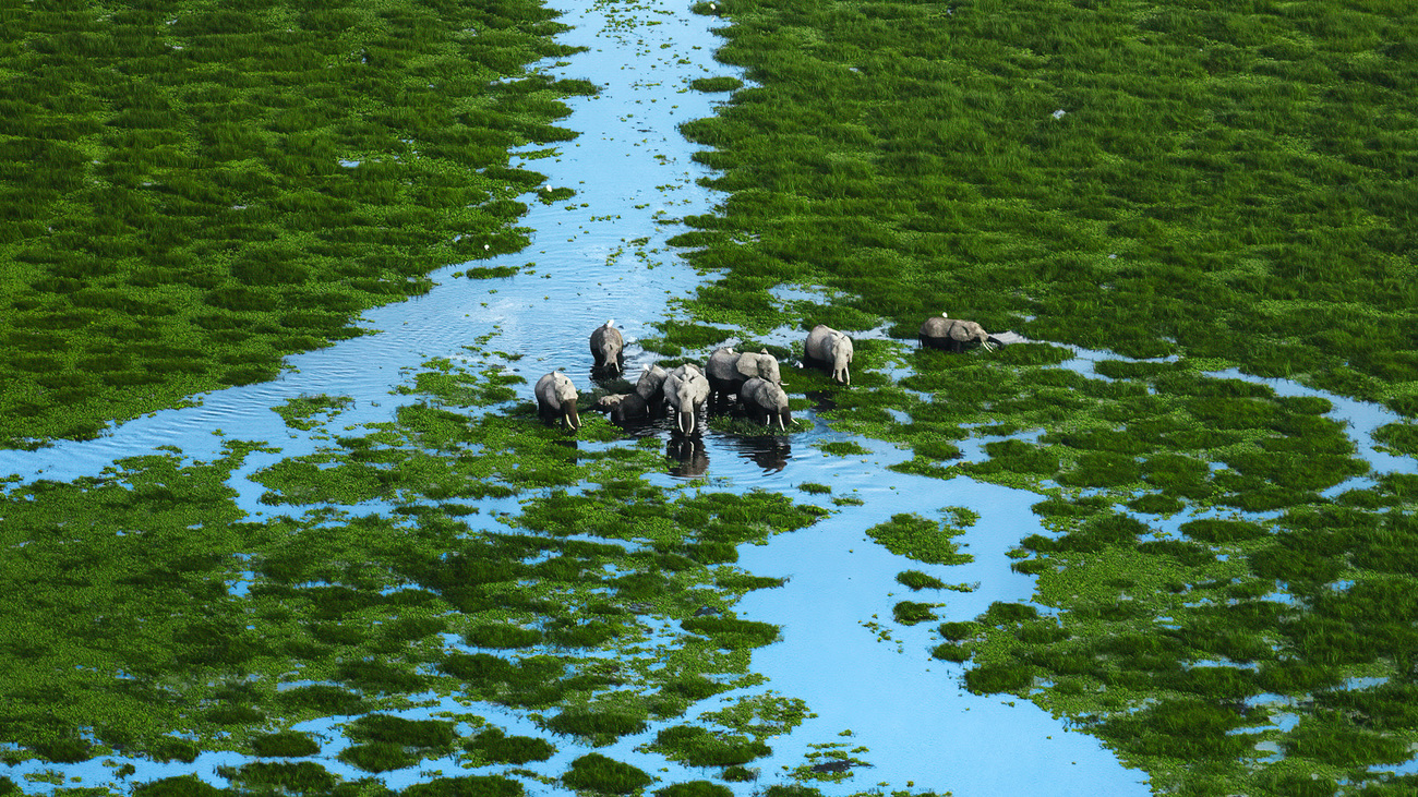 Elephants in the swamp at the border of Amboseli National Park, Kenya.