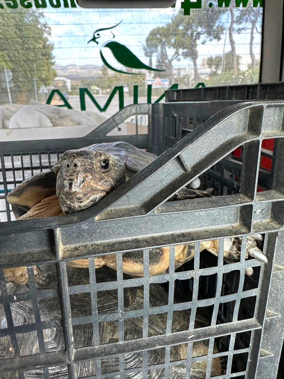 A tortoise transported by ANIMA to their wildlife rescue and rehabilitation center in August 2023.