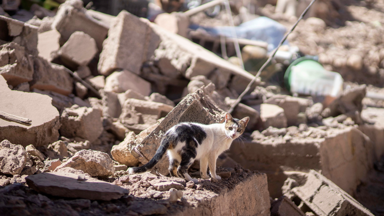 Eine Katze umgeben von Trümmern nach dem Erdbeben in Marokko