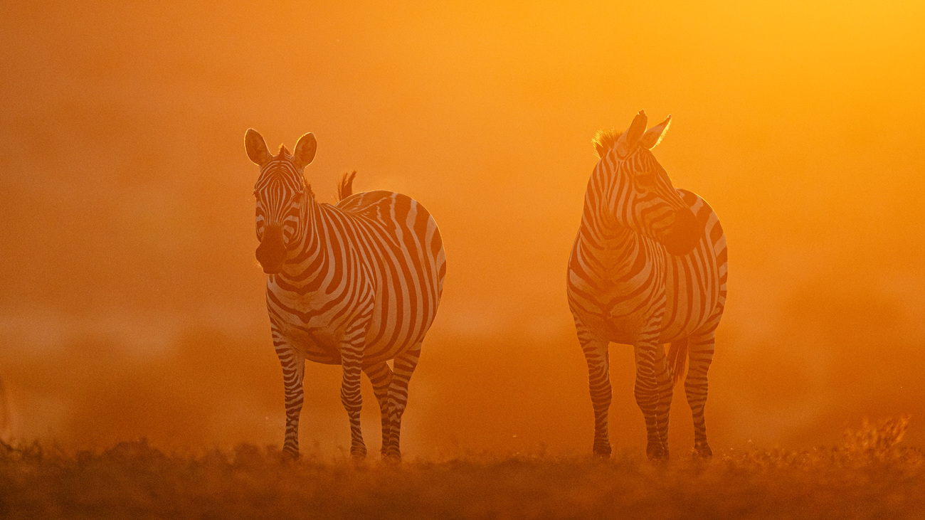 Zebras at sunset in Kitenden Conservancy, Kenya.