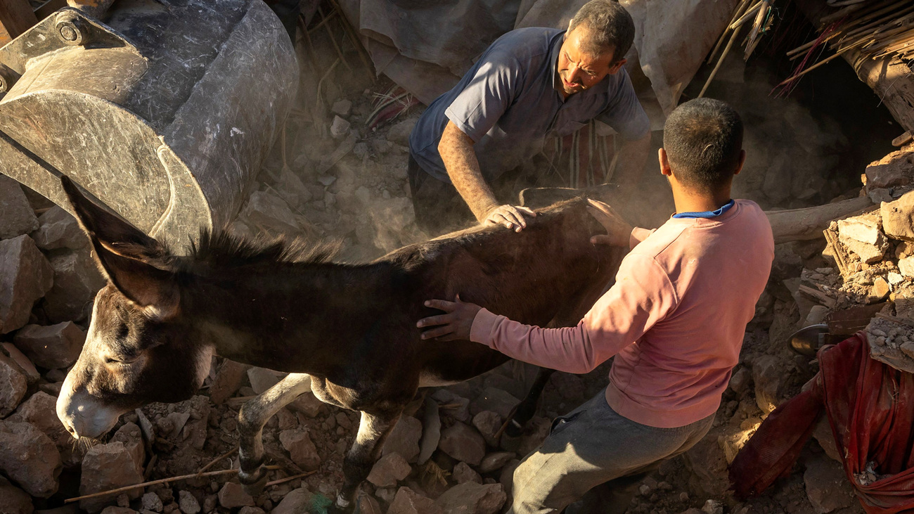 People rescue a donkey trapped under rubble after Morocco earthquake