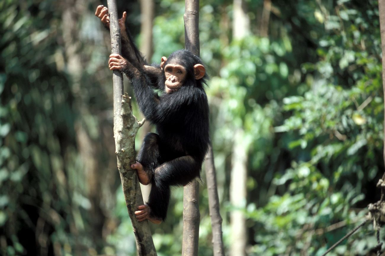 A chimpanzee climbing a thin tree at the Cameroon Wildlife Aid Fund Mefou National Park.