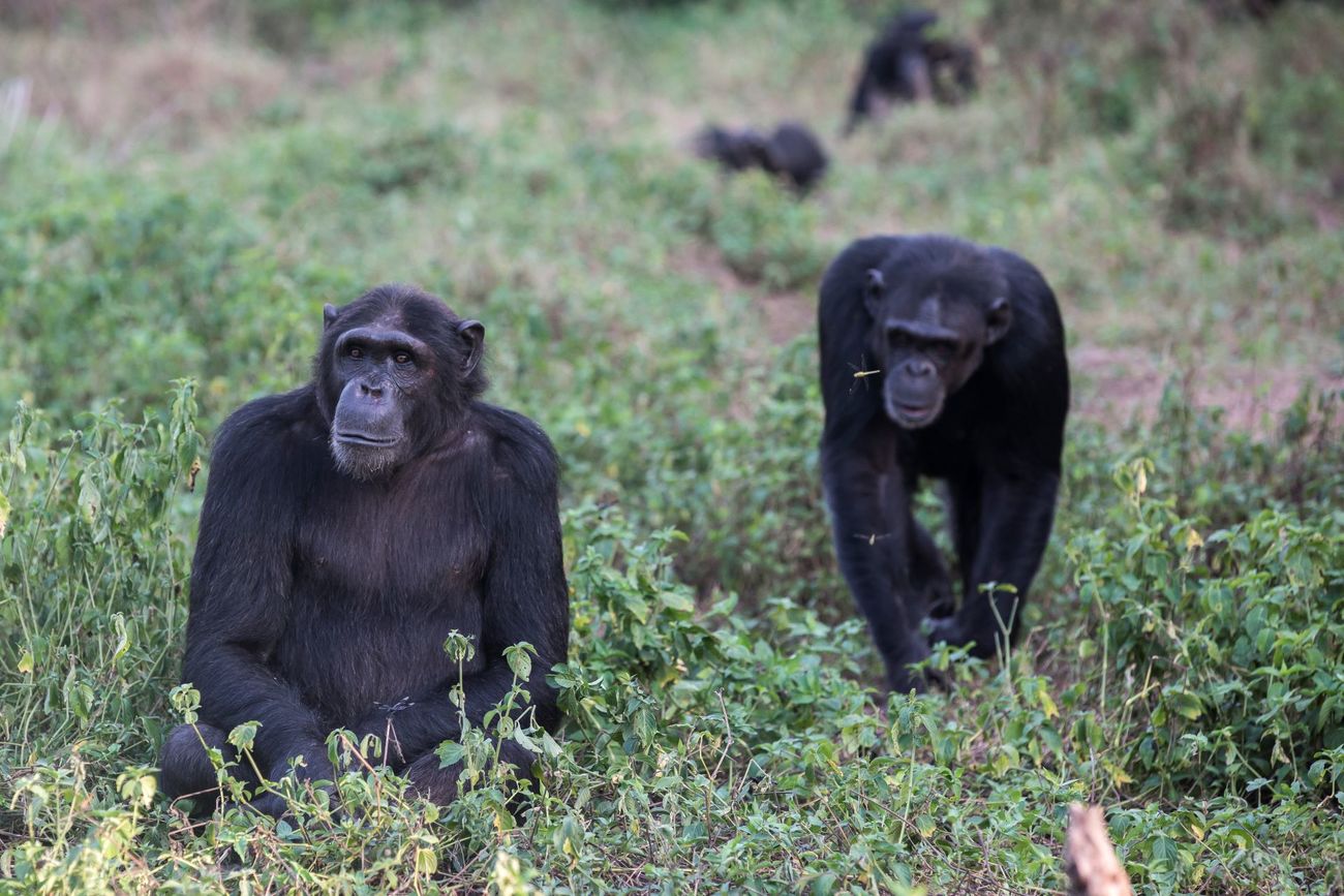 Chimpanzees in the forest at Ngamba Island Chimpanzee Sanctuary in Lake Victoria, Uganda.