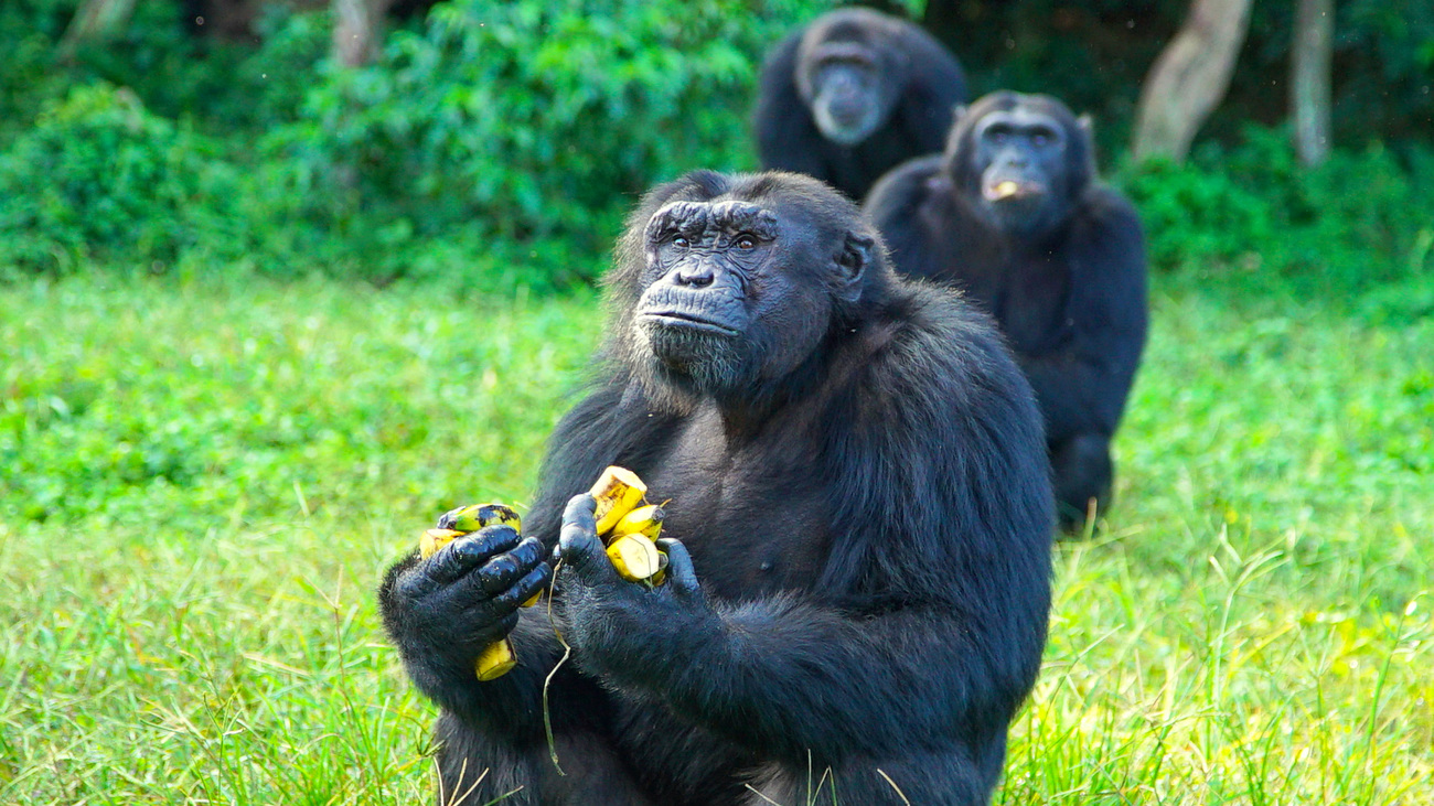 A group of chimpanzees at the Ngamba Island Chimpanzee Sanctuary eating bananas outside.