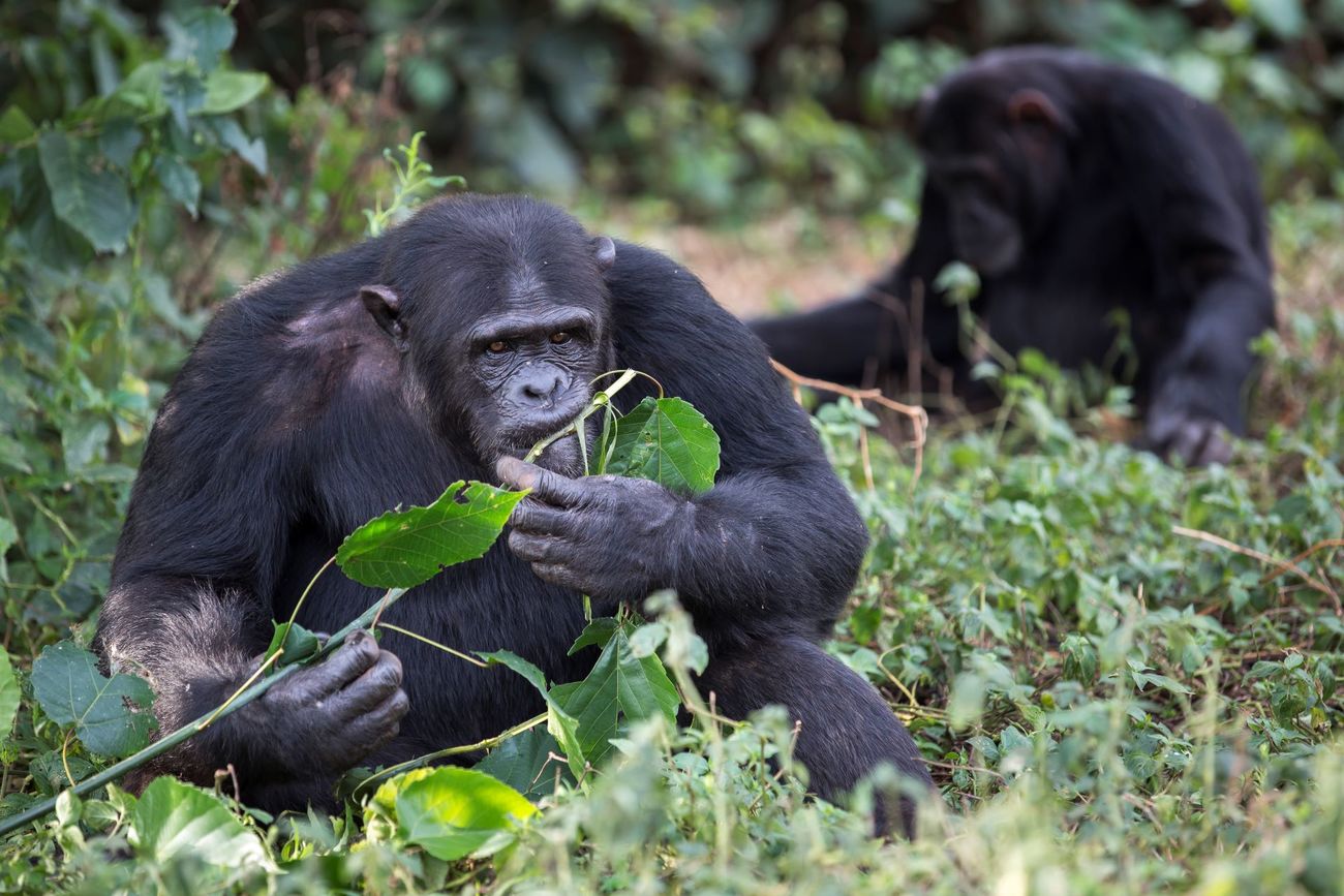 Male chimp Kalema at the Ngamba Island Chimpanzee Sanctuary in Lake Victoria, Uganda.