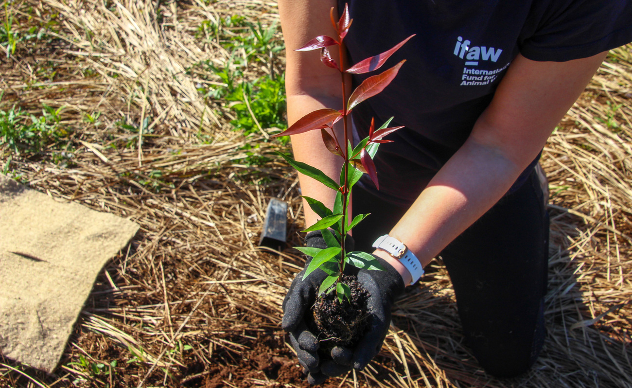 Planting saplings to restore wildlife corridors in Bangalow, Northern Rivers Region, New South Wales, Australia.