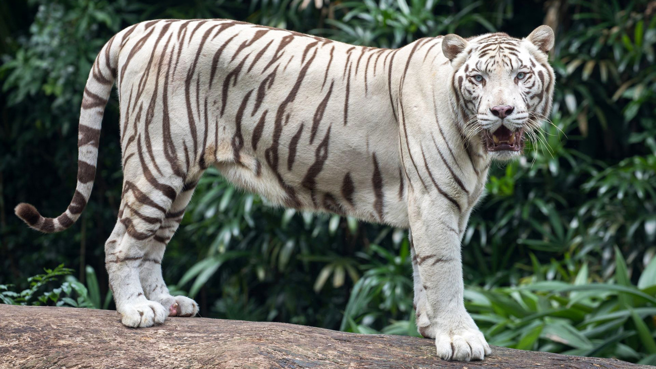 A white tiger resting on a rock.