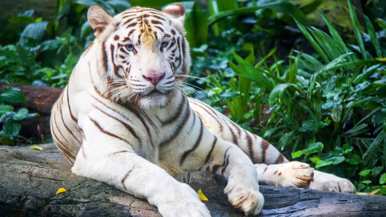 A white tiger resting on a rock.