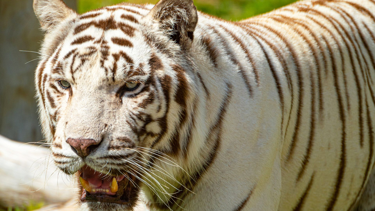 Close-up of a white tiger with mouth open.