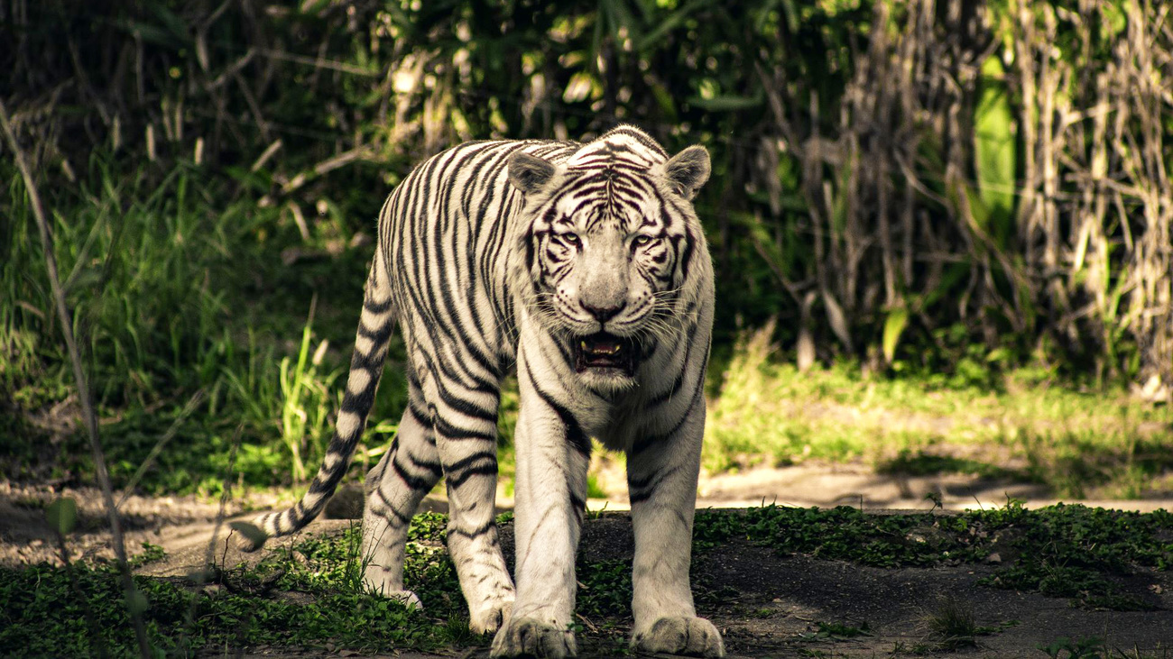 A white tiger with its mouth open.