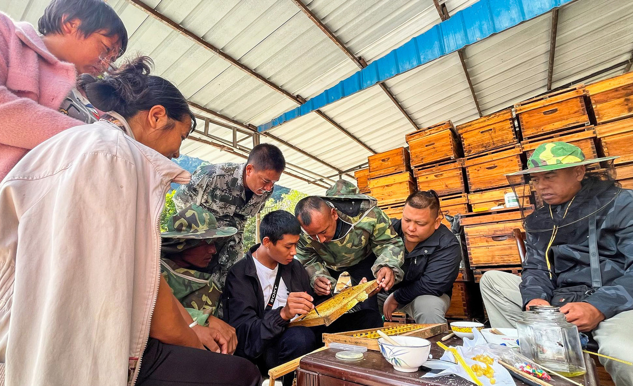 Villagers practice selecting larvae to raise as queen bees and preparing to transfer them to queen cups.