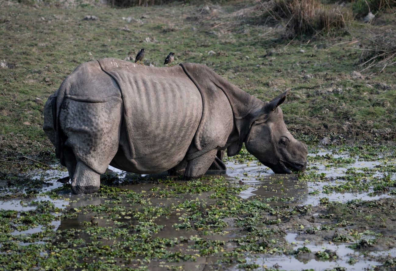 A one-horned rhino drinking water in Kaziranga National Park.