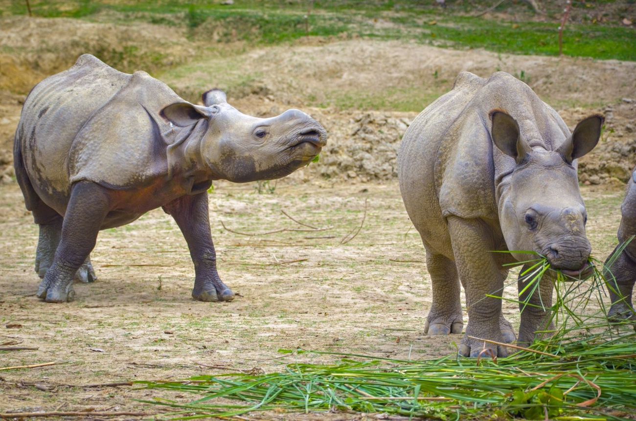 Solmara (left) and another one-horned rhino at Wildlife Trust of India's CWRC before translocation to Manas National Park.