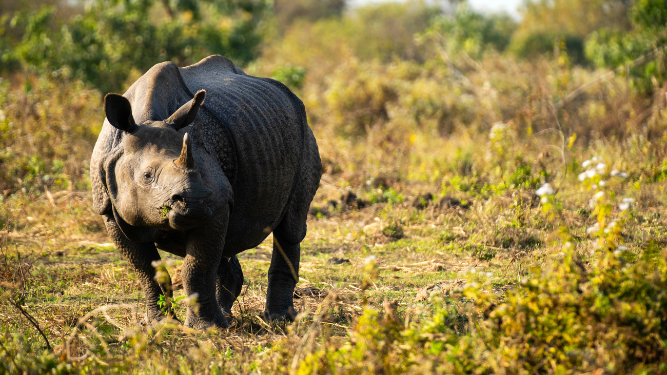 A wild one-horned rhino in Manas National Park in India.