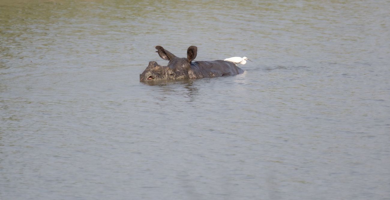 A one-horned rhino partially submerged underwater in Kaziranga National Park.