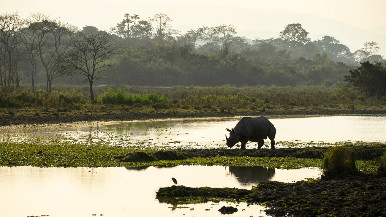 A wild one-horned rhino walks on the bank of a watering hole in Kaziranga National Park in Assam, India.