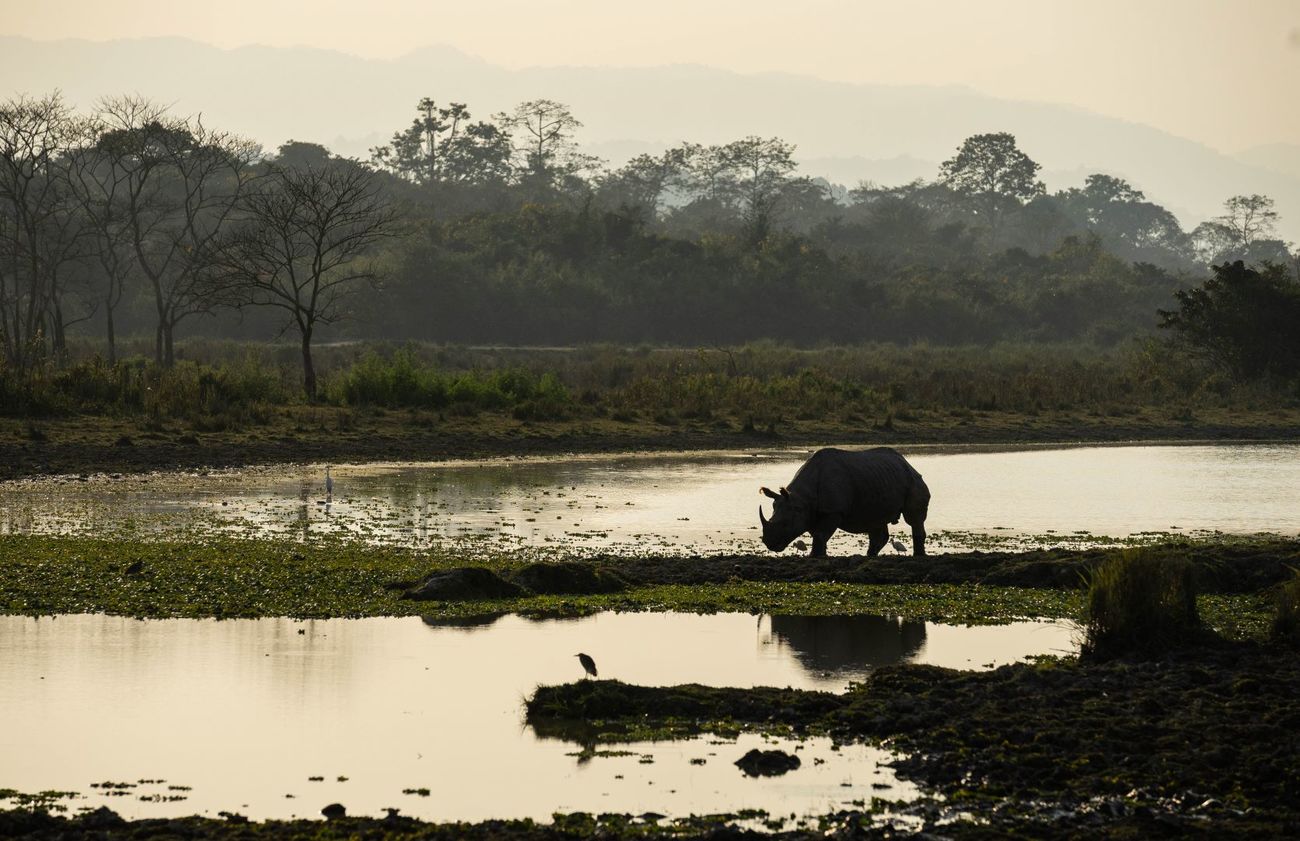 A wild one-horned rhino walks on the bank of a watering hole in Kaziranga National Park in Assam, India.