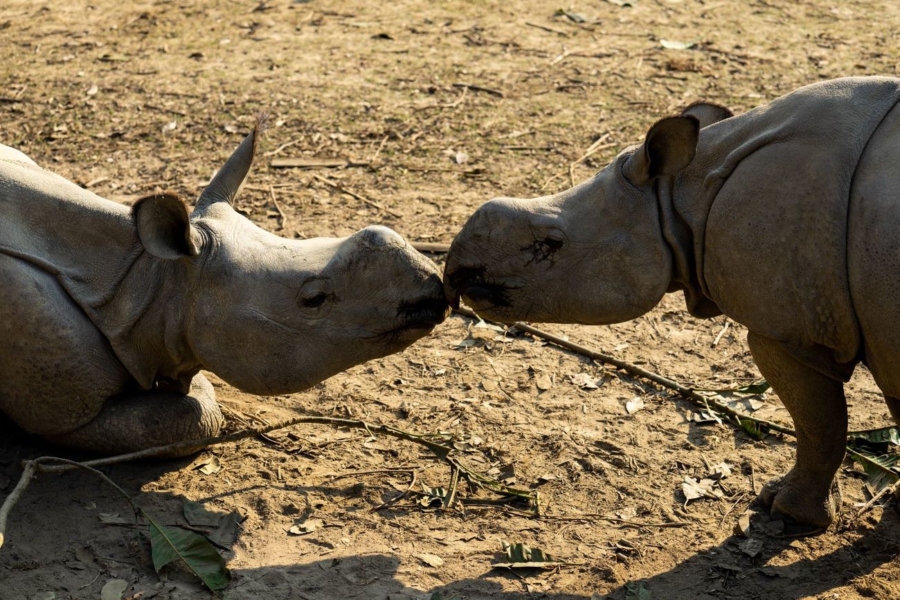 Rescued one-horned rhinos greet each in an enclosure at the Center for Wildlife Rehabilitation and Conservation (CWRC) near Kaziranga National Park in Assam, India.