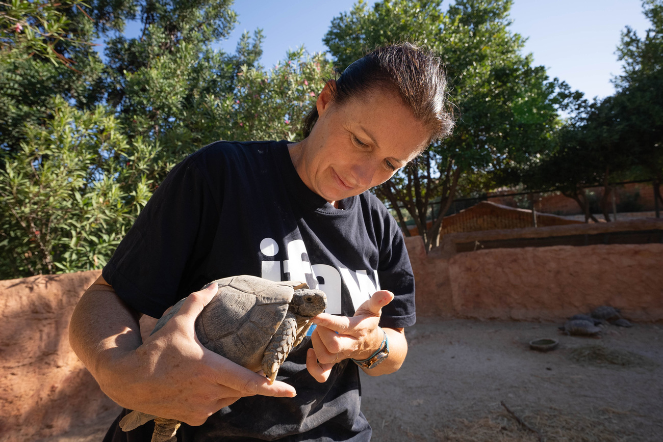 Eine Frau mit IFAW-T-Short hält eine Schildkröte in den Händen.