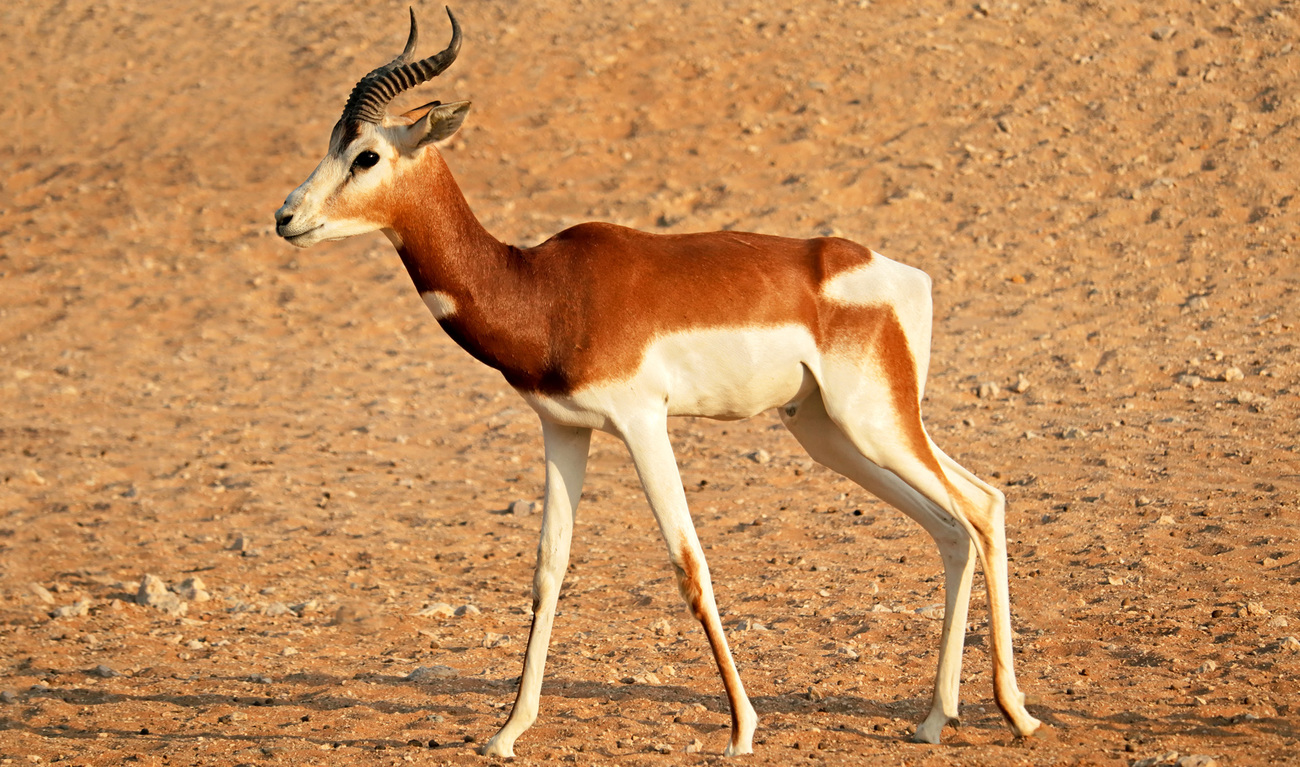 Male critically endangered dama gazelle in northern Africa.