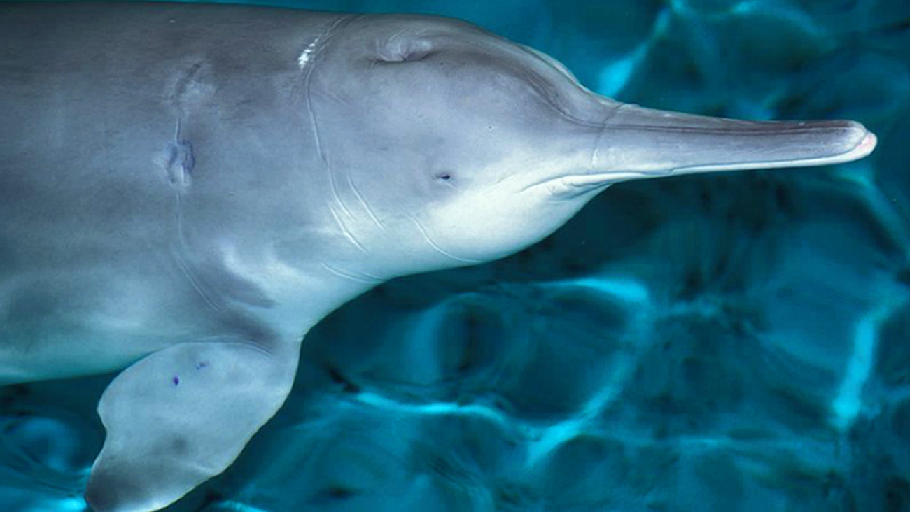 Qiji the baiji, also known as a Chinese river dolphin, who died in 2002.