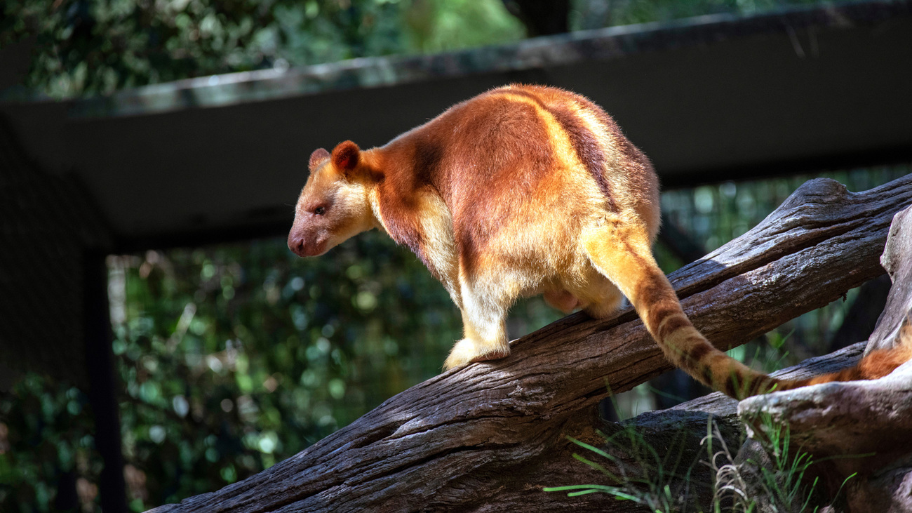 A golden-mantled tree kangaroo.