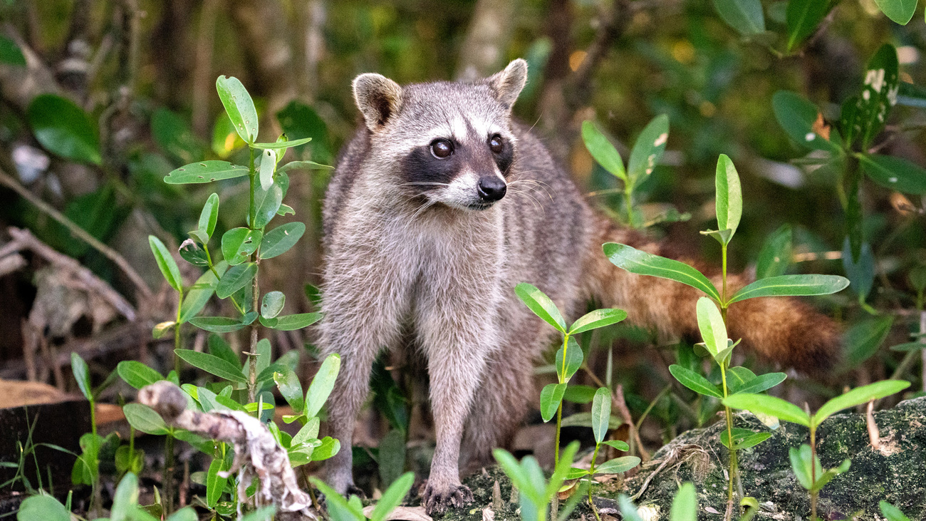 A Cozumel racoon in the forest.