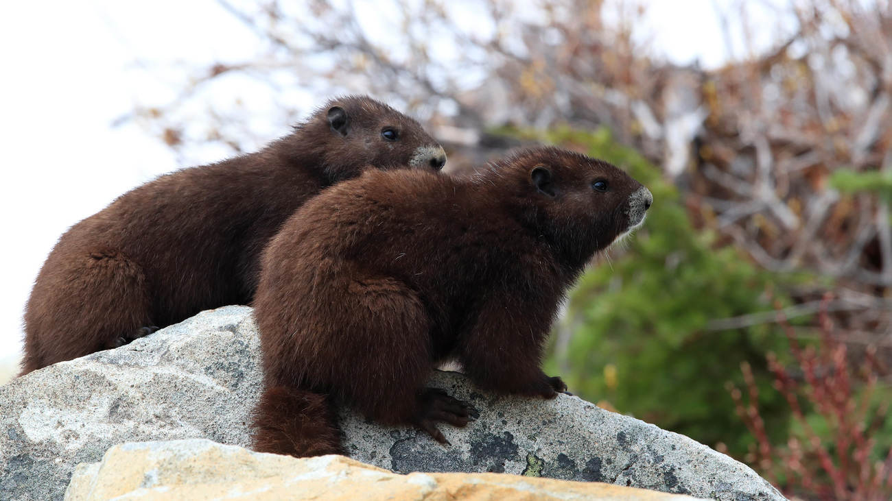 Two Vancouver Island marmots on a rock.