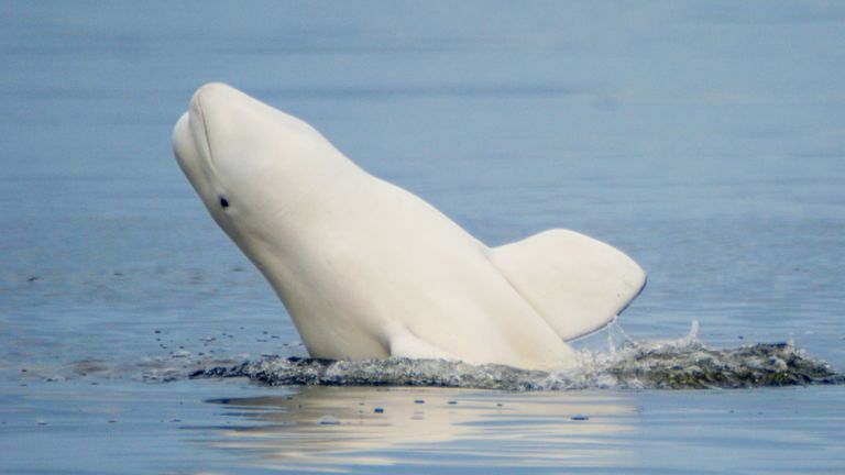 Getting to know Beluga 