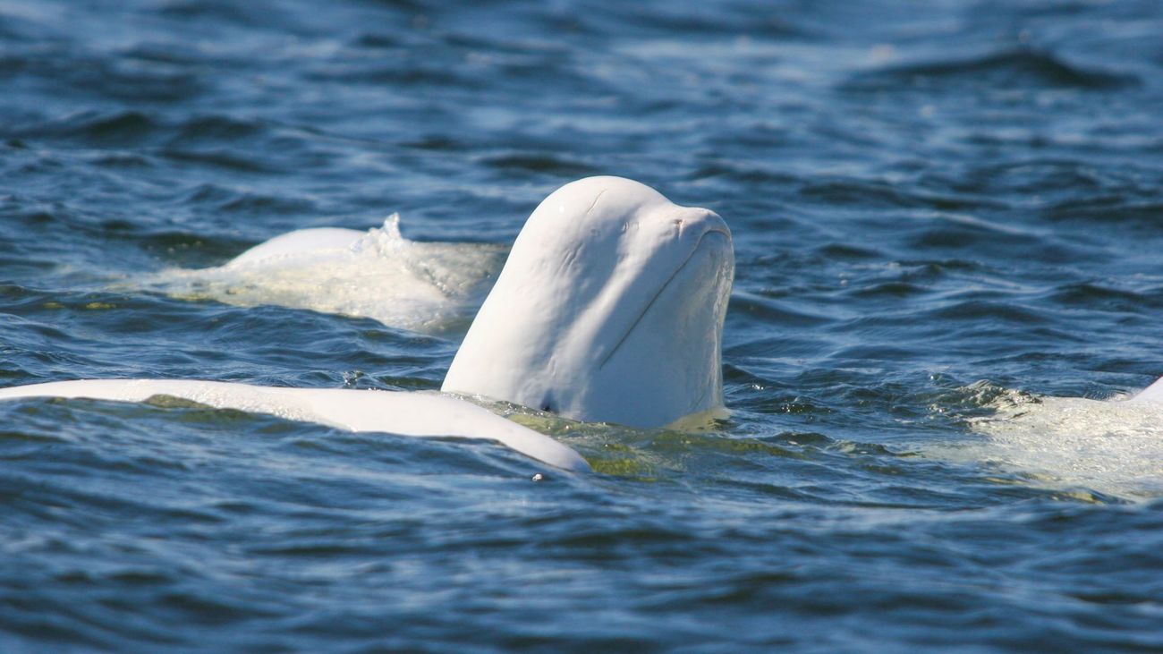 A group of beluga whales.