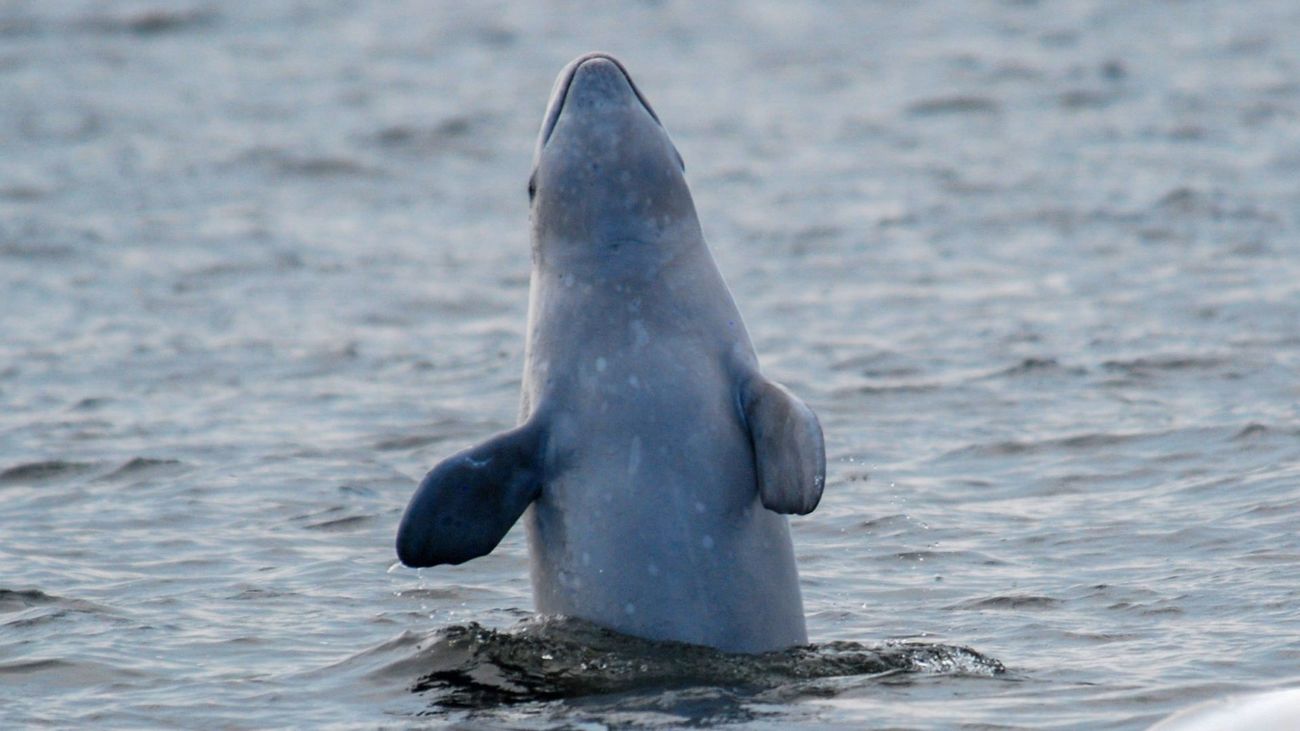 A young beluga whale breaching.