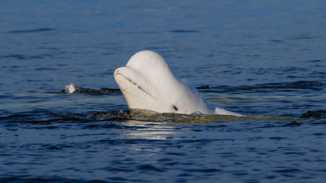 A beluga whale at play near Slovetsky Islands, Russia.