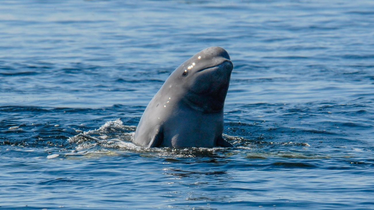 A young beluga whale at the water’s surface.