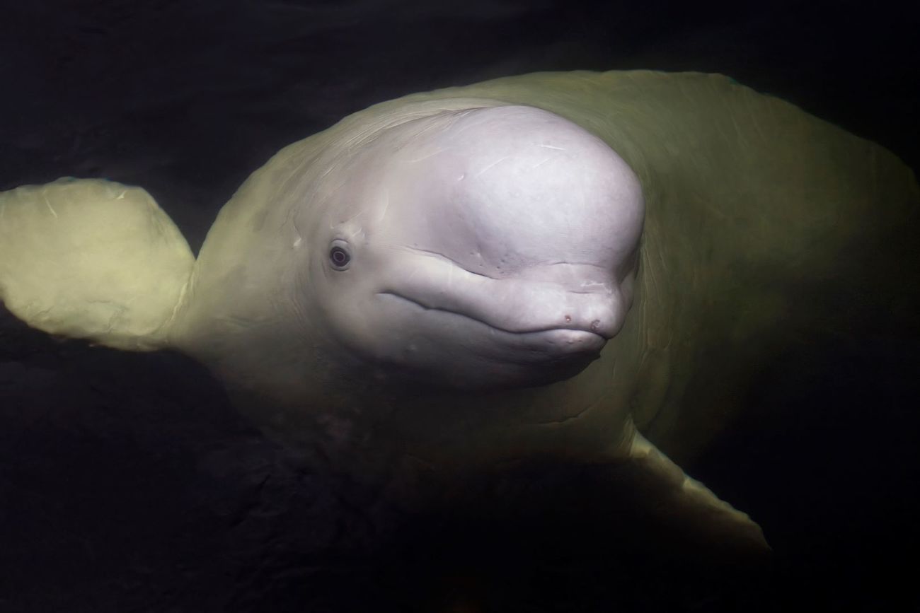 A beluga whale swimming underwater.