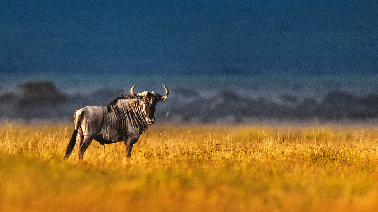 A wildebeest in Amboseli National Park, Kenya.