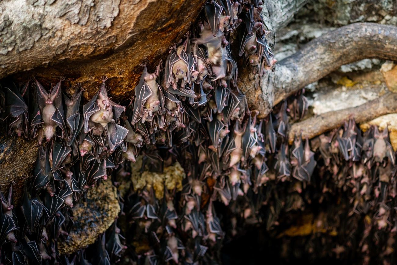 A colony of fruit bats at Monfort Bat Sanctuary in the Philippines.