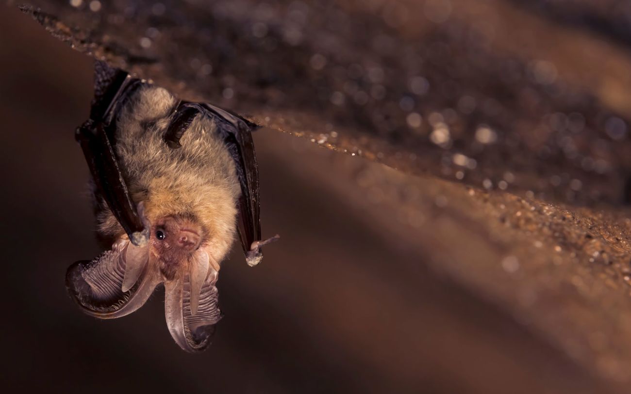 A brown long-eared bat hanging upside-down.