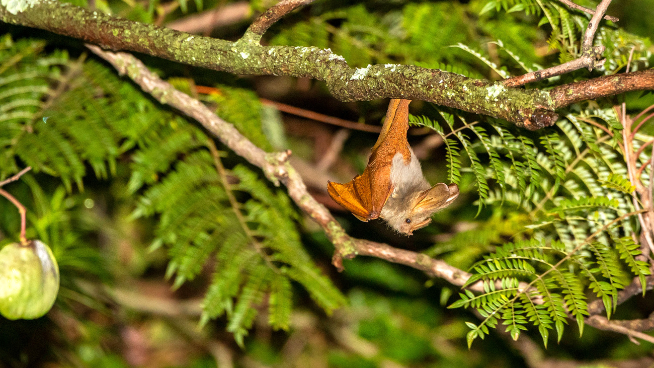 Bat hanging upside down in Queen Elizabeth National Park, Uganda.